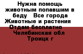 Нужна помощь животным попавшим в беду - Все города Животные и растения » Отдам бесплатно   . Челябинская обл.,Троицк г.